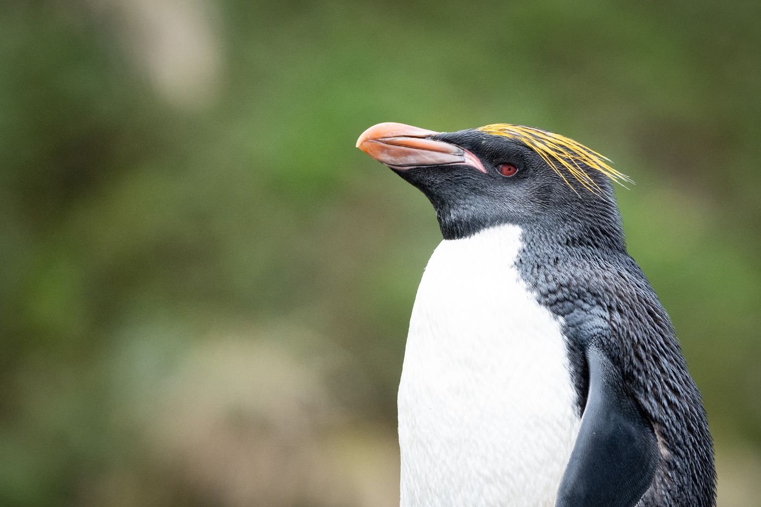 Meet the Penguins You Could See on an Antarctica21 Expedition | A21